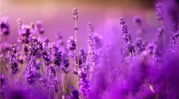 دلالات اللون البنفسجي في المنام تكشف 5 رسائل تعبر عن بدايات جديدة في حياة الحالم 1